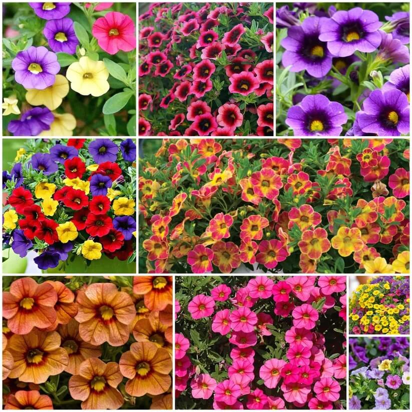 Calibrachoa Seeds