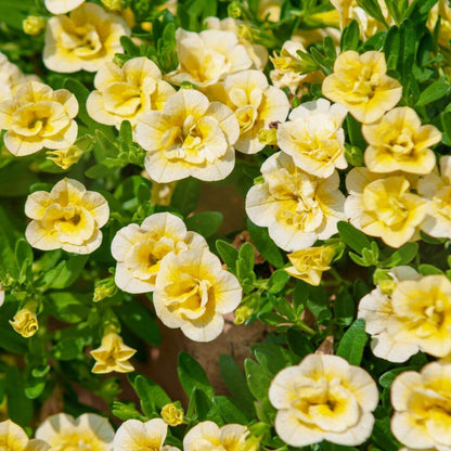 Calibrachoa Seeds - Flower Plant for Home Gardens