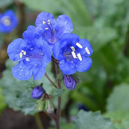 California Bluebell Seeds - Flower Plant