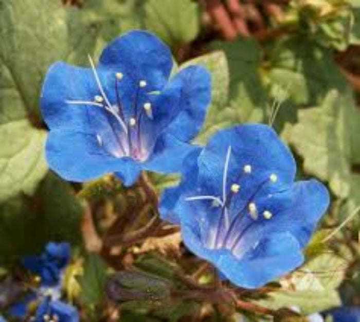 California Bluebell Seeds - Flower Plant