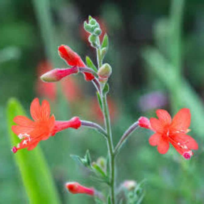 California Fuchsia Seeds - Flower Plant