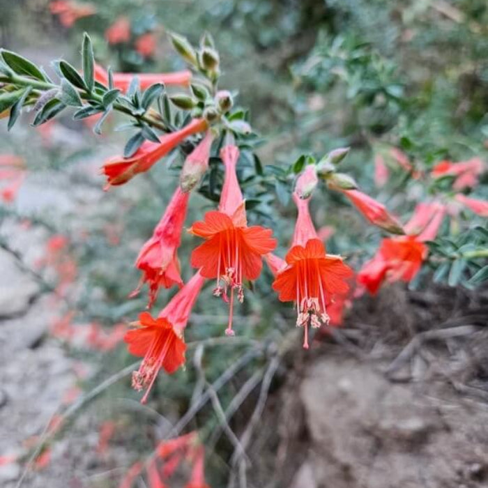 California Fuchsia Seeds - Flower Plant