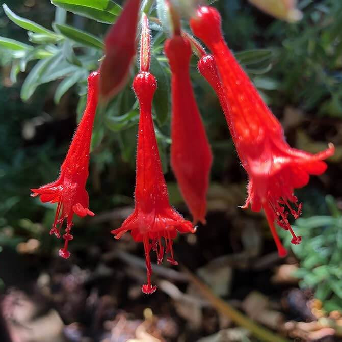 California Fuchsia Seeds - Flower Plant
