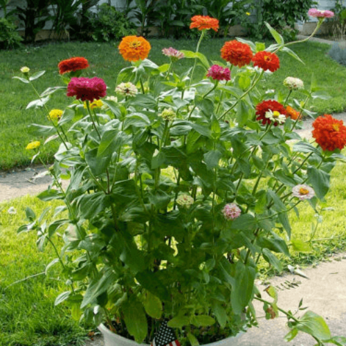 California Giant Zinnia Seeds - Flower Plant