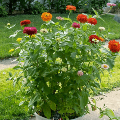 California Giant Zinnia Seeds - Flower Plant