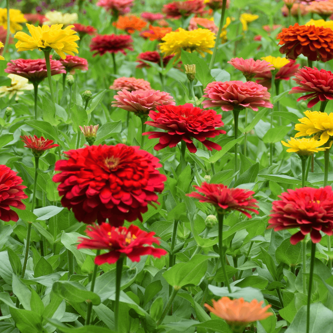 California Giant Zinnia Seeds - Flower Plant