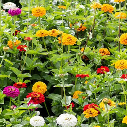 California Giant Zinnia Seeds - Flower Plant