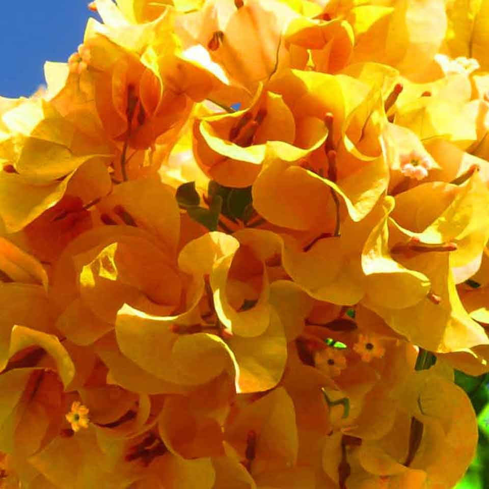 California Gold Bougainvillea Seeds