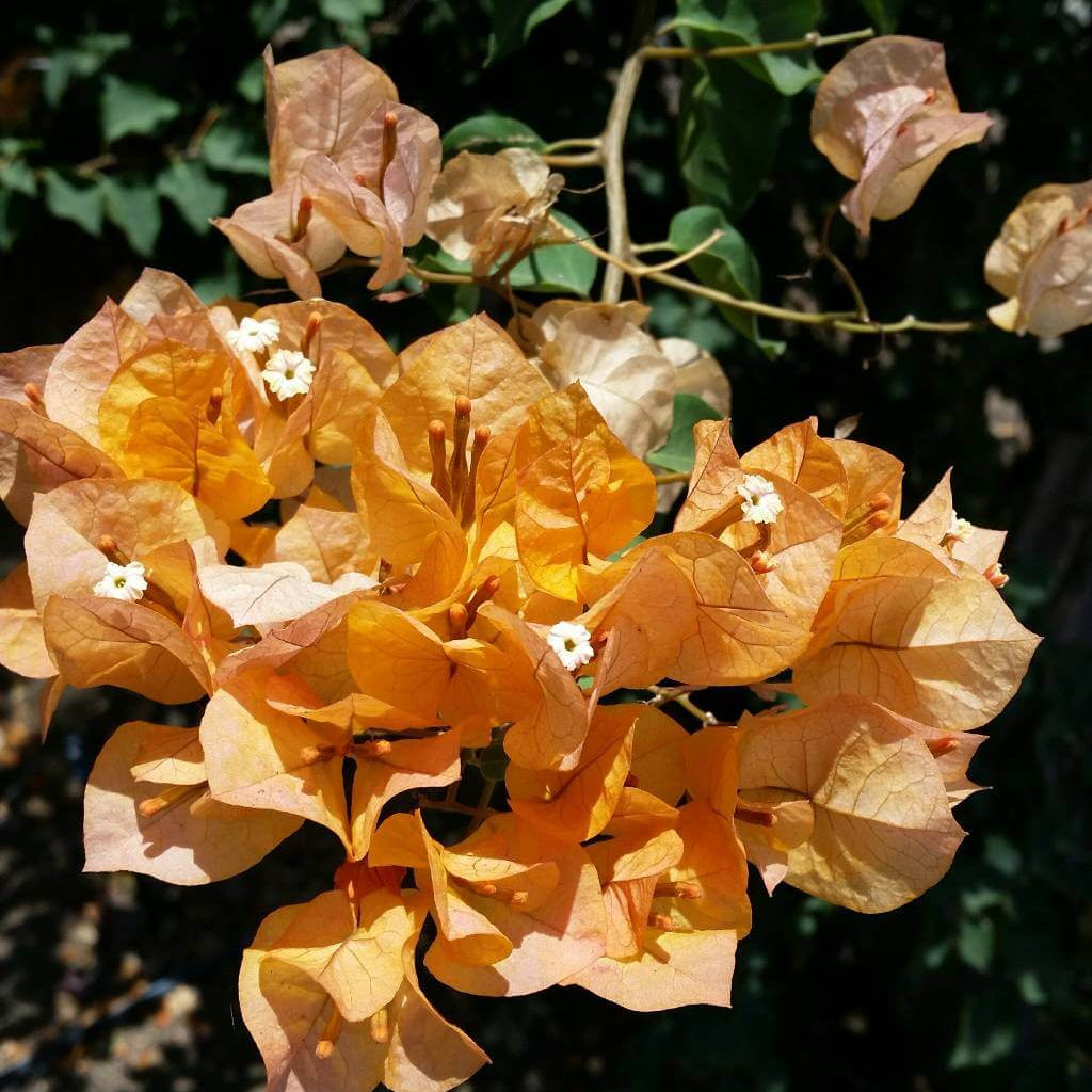California Gold Bougainvillea Seeds