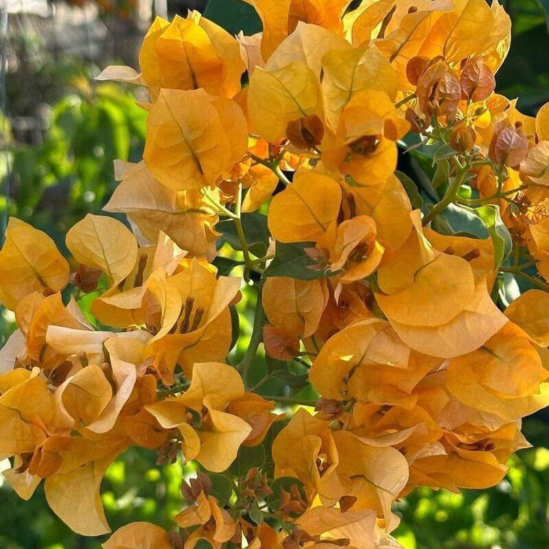 California Gold Bougainvillea Seeds