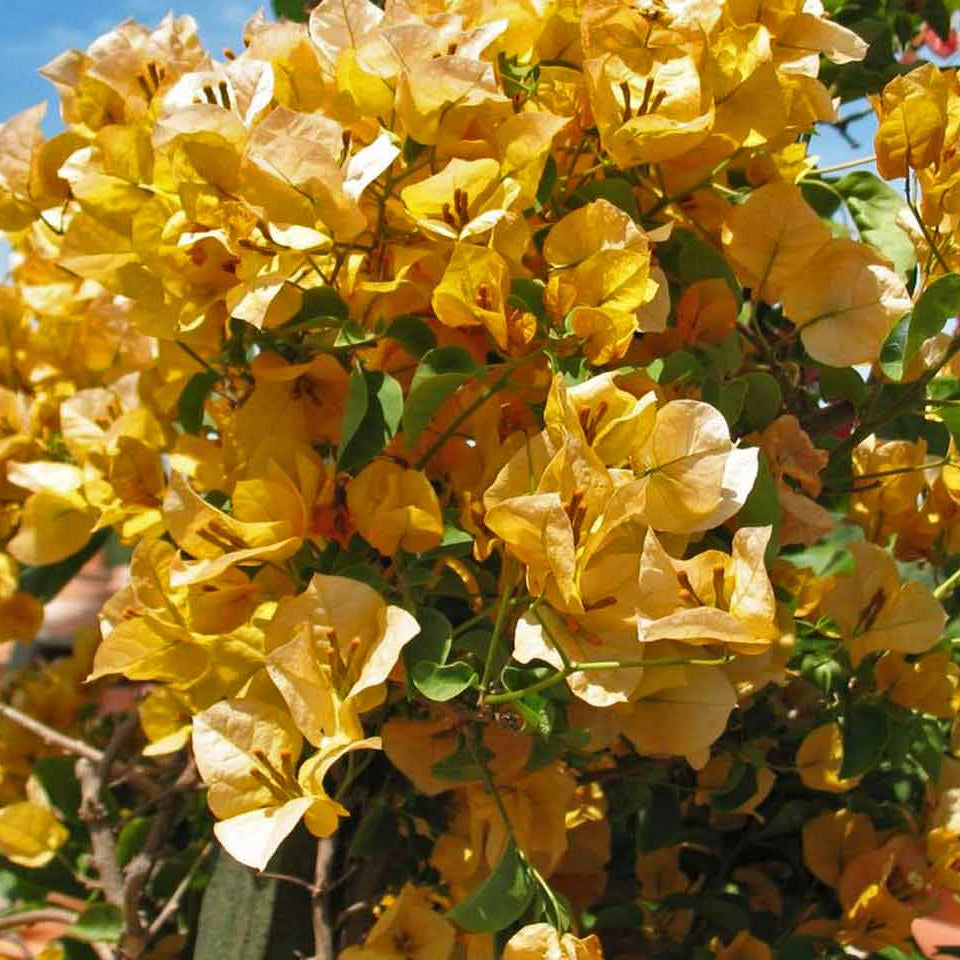 California Gold Bougainvillea Seeds