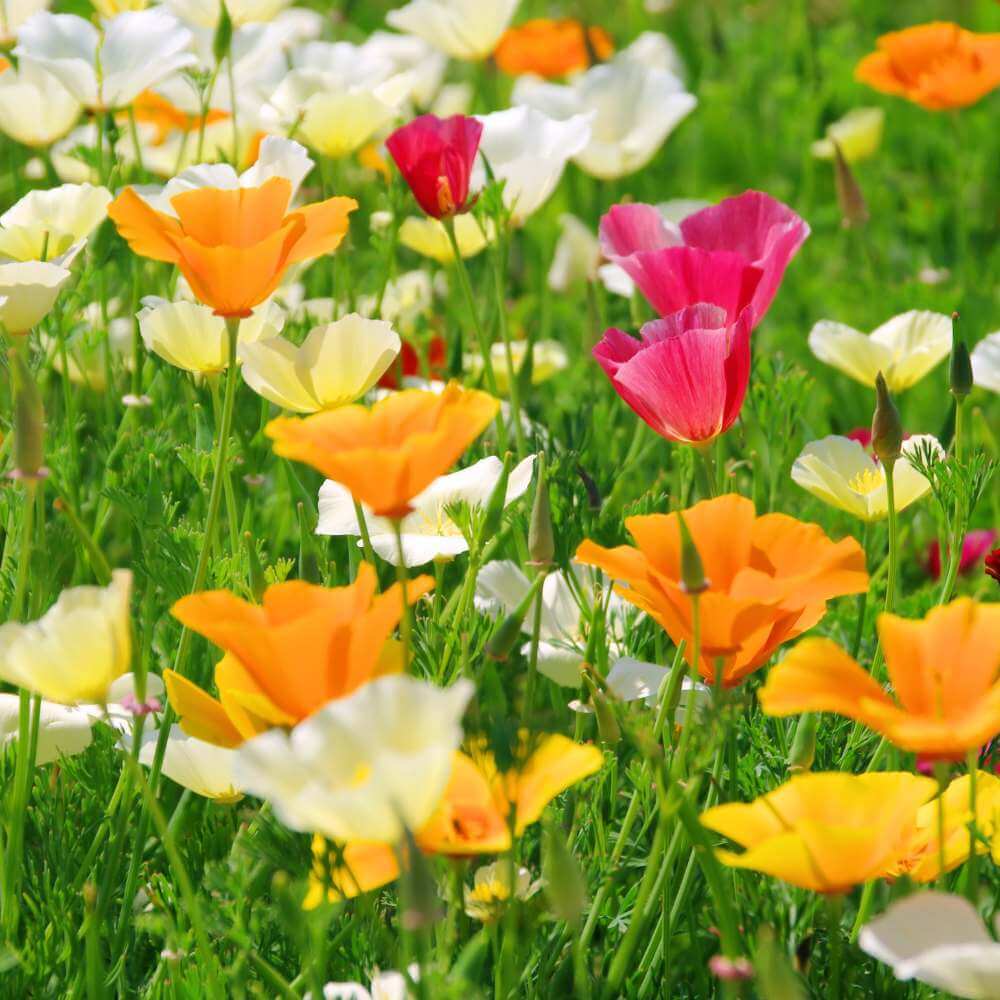 California Poppy Seeds - Flower Plant