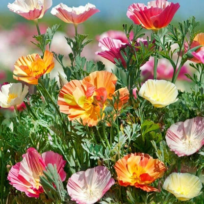 California Poppy Seeds - Flower Plant