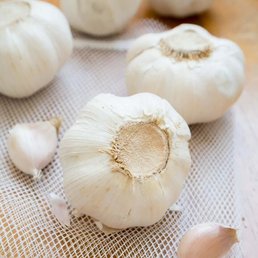 California early garlic seeds - Vegetable Plant