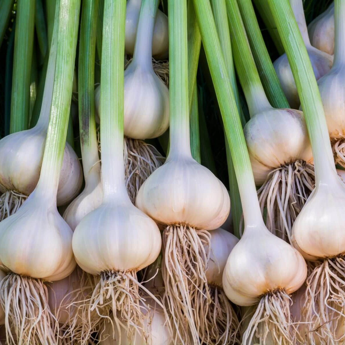 California early garlic seeds - Vegetable Plant