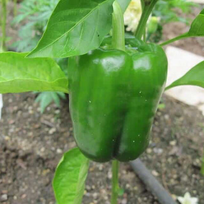 California wonder sweet pepper seeds - Vegetable Plant