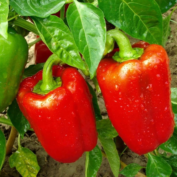 California wonder sweet pepper seeds - Vegetable Plant