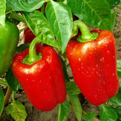 California wonder sweet pepper seeds - Vegetable Plant