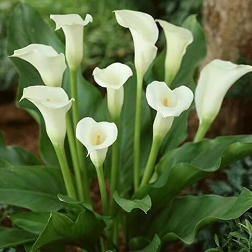 Calla Lily Seeds - Flower Plant