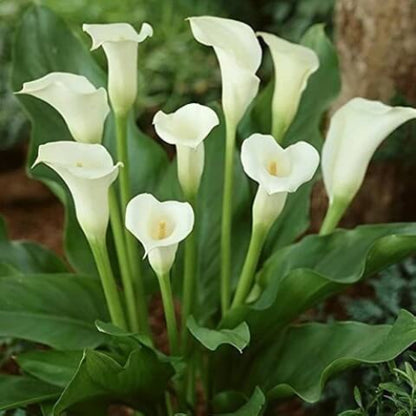 Calla Lily Seeds - Flower Plant