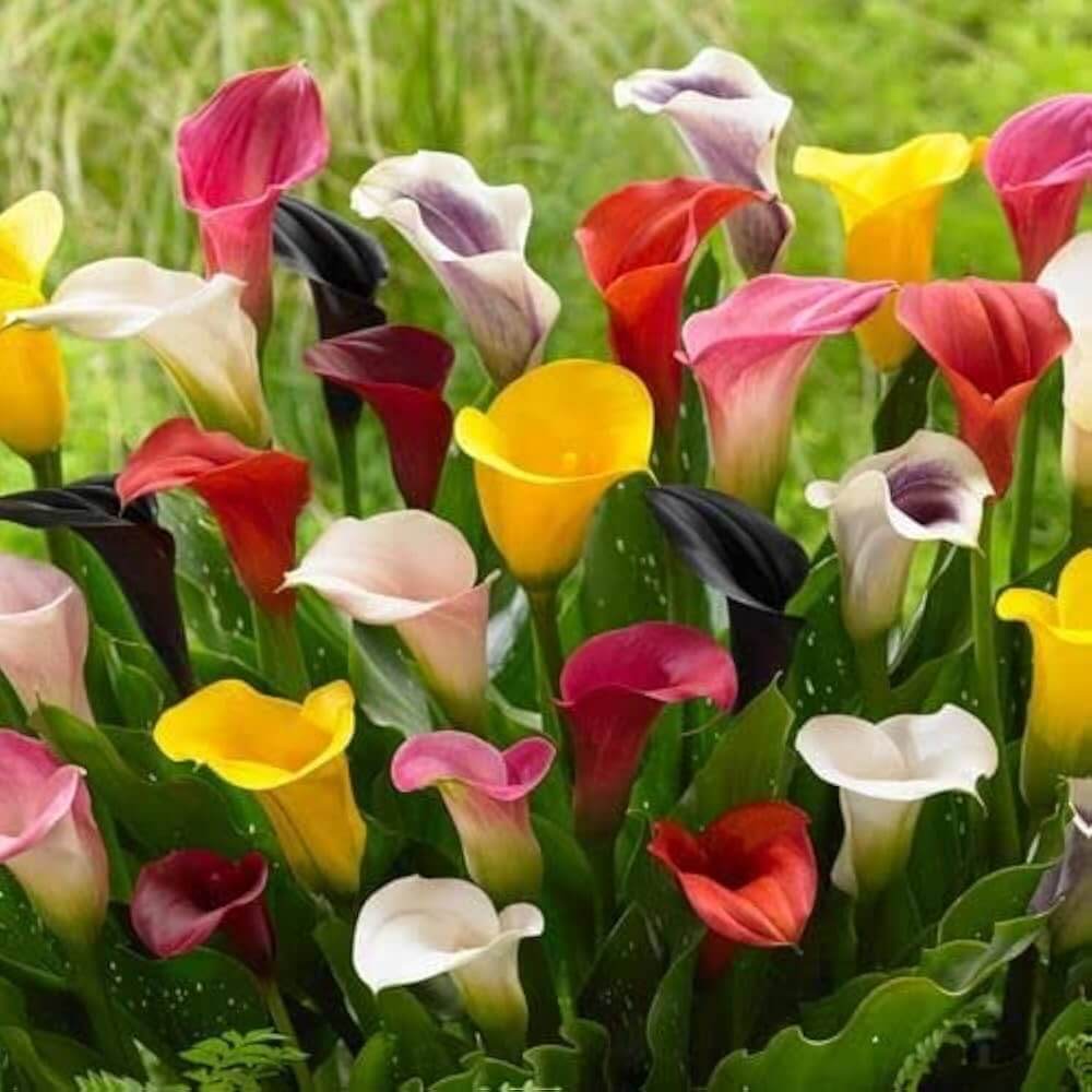 Calla Lily Seeds - Flower Plant