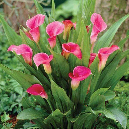 Calla Lily Seeds - Flower Plant