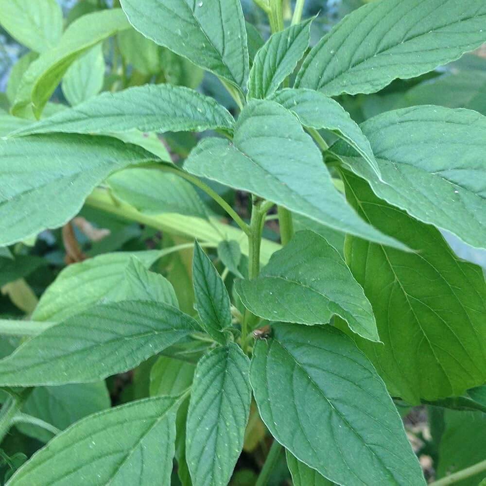 Callaloo Seeds - Vegetable Plant for Home Gardens