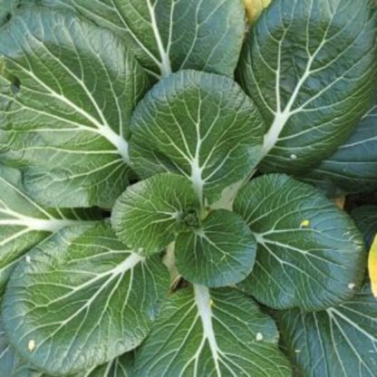 Callaloo Seeds - Vegetable Plant for Home Gardens