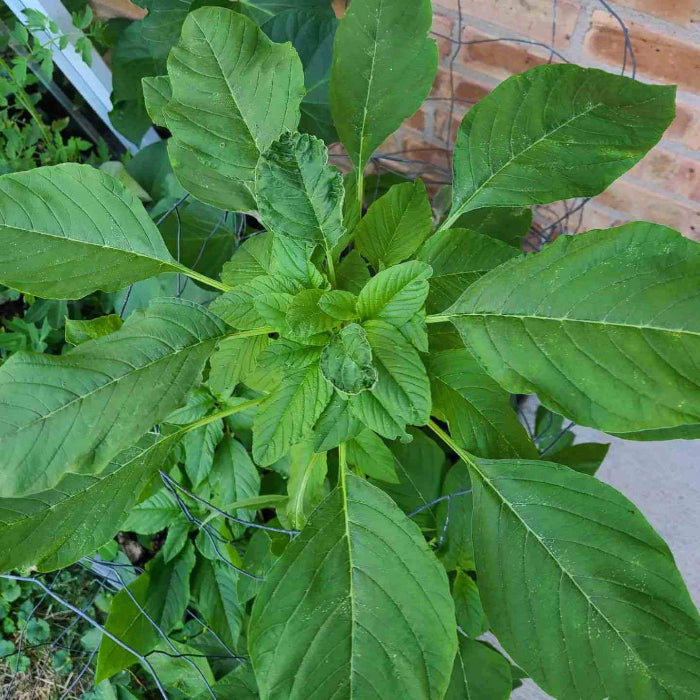 Callaloo Seeds - Vegetable Plant for Home Gardens