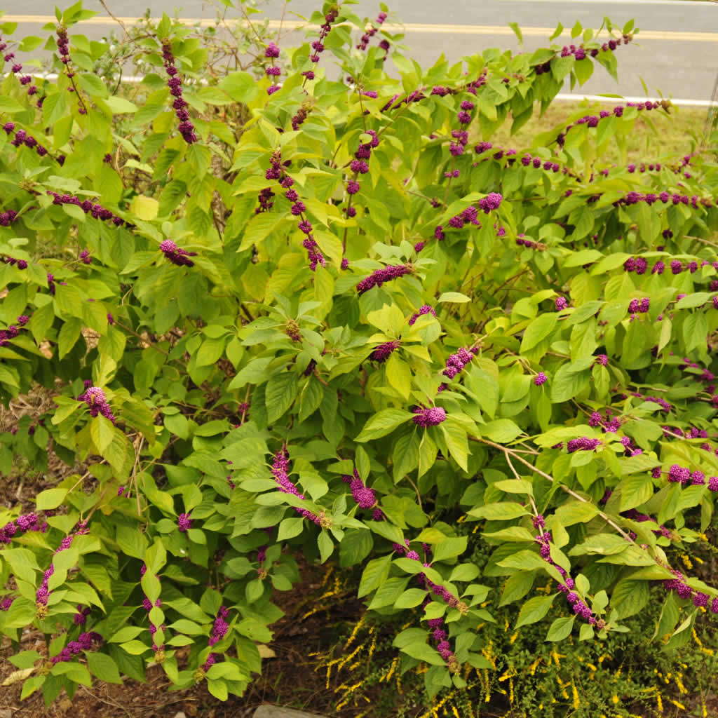 Callicarpa Americana Seeds - Shrub Plant Seeds for Home Gardens
