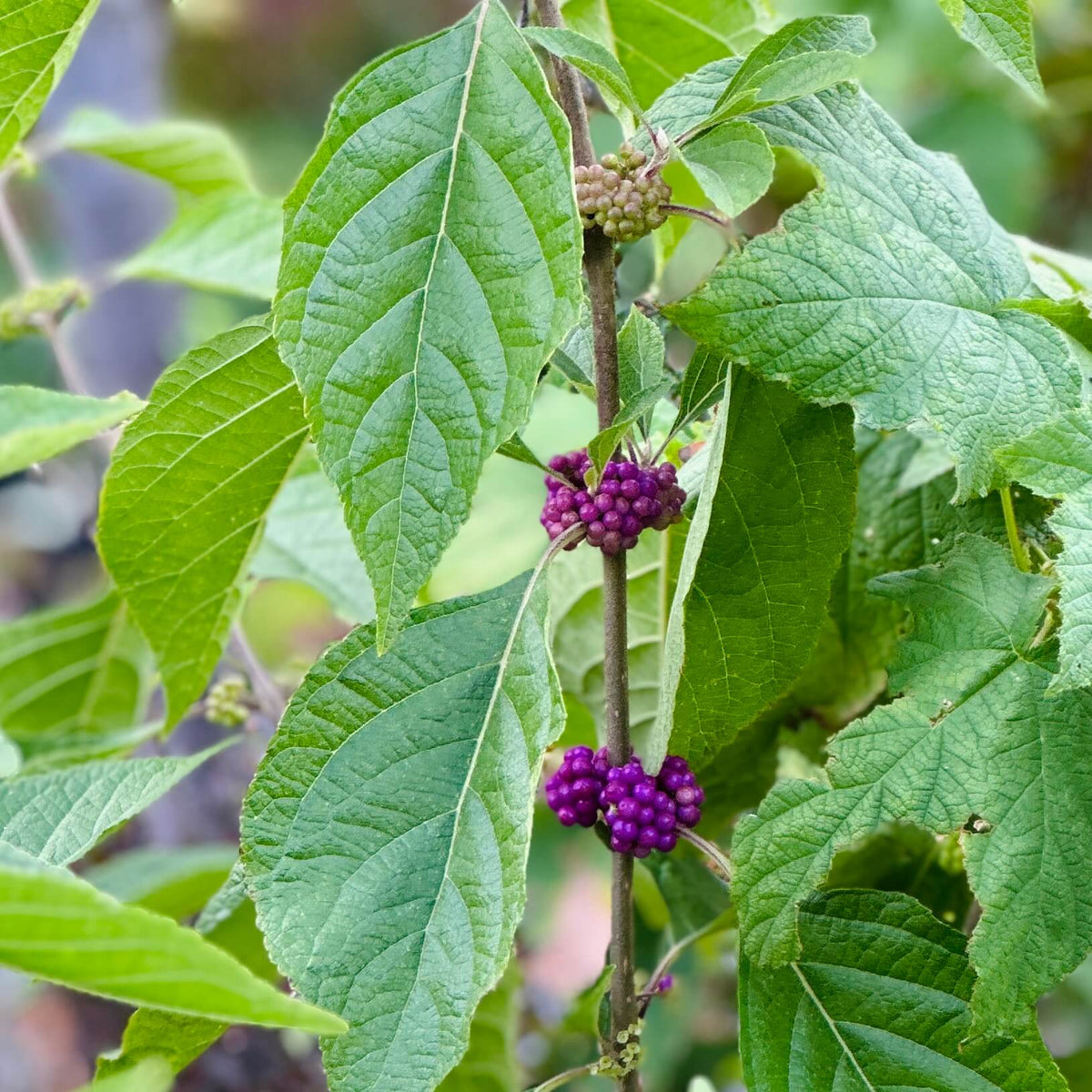 Callicarpa Americana Seeds - Shrub Plant Seeds for Home Gardens