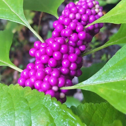 Callicarpa Americana Seeds - Shrub Plant Seeds for Home Gardens