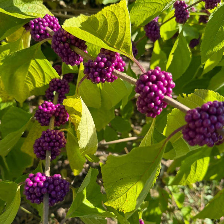 Callicarpa Americana Seeds - Shrub Plant Seeds for Home Gardens