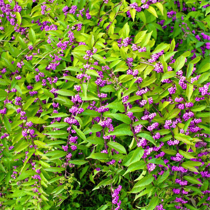 Callicarpa Americana Seeds - Shrub Plant Seeds for Home Gardens