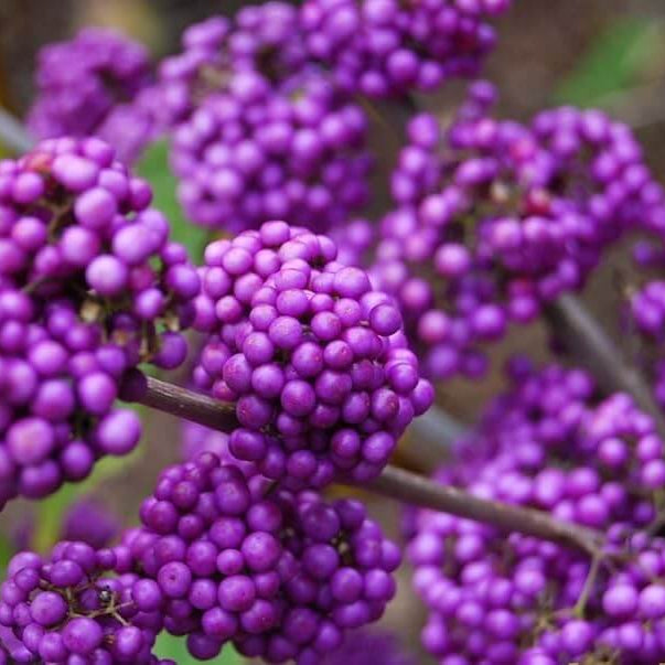 Callicarpa Seeds - Fruit Plant for Home Gardens