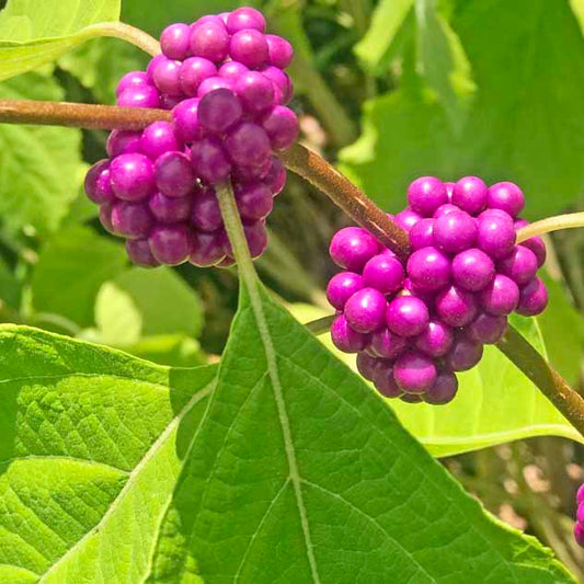 Callicarpa Seeds - Fruit Plant for Home Gardens