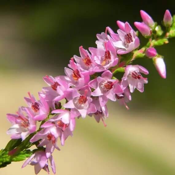 Calluna Vulgaris Seeds