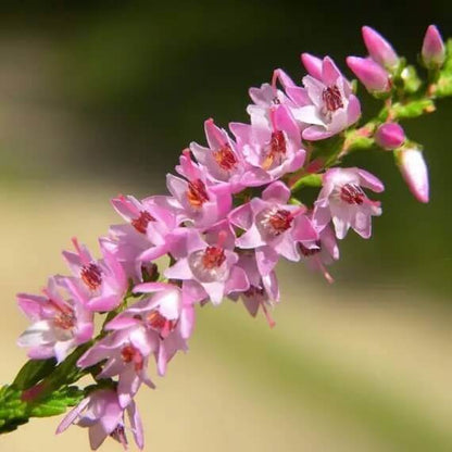 Calluna Vulgaris Seeds