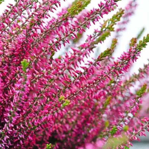 Calluna Vulgaris Seeds 