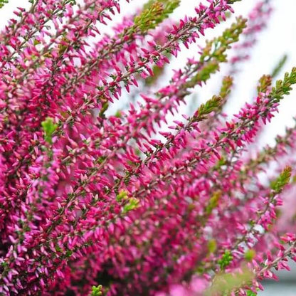 Calluna Vulgaris Seeds 