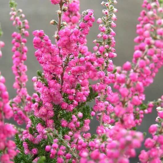 Calluna Vulgaris Seeds 