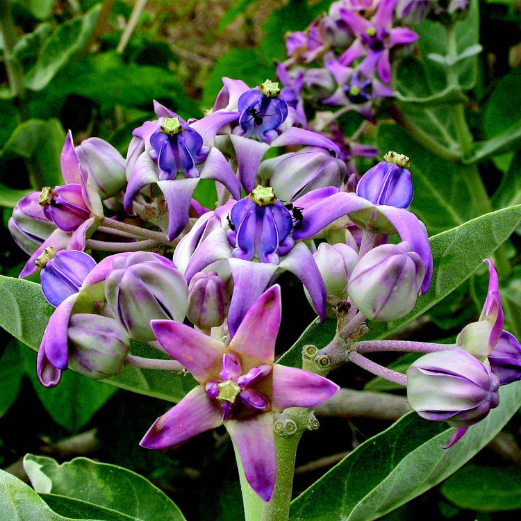 Calotropis Gigantea Seeds - Heirloom Flower Plant for Home Gardens