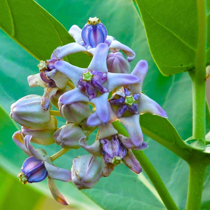Calotropis Gigantea Seeds - Heirloom Flower Plant for Home Gardens