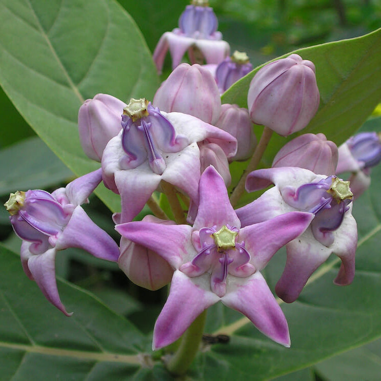 Calotropis Gigantea Seeds - Heirloom Flower Plant for Home Gardens