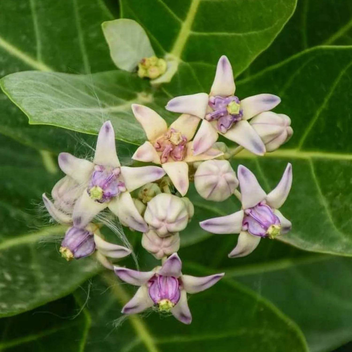 Calotropis Gigantea Seeds - Heirloom Flower Plant for Home Gardens