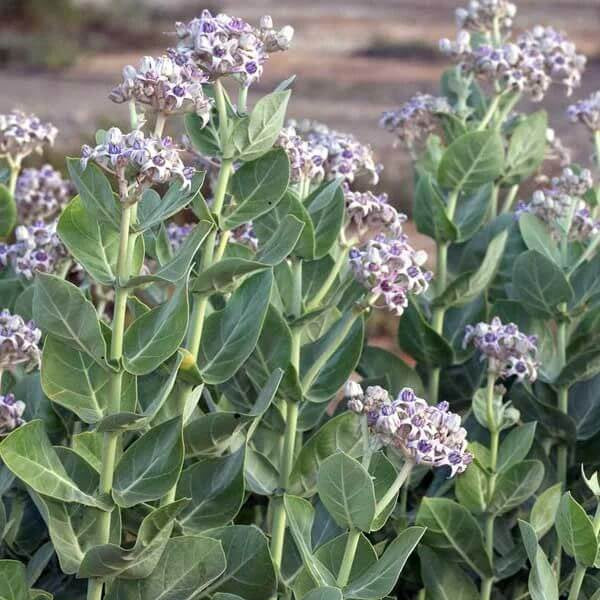 Calotropis Gigantea Seeds - Heirloom Flower Plant for Home Gardens