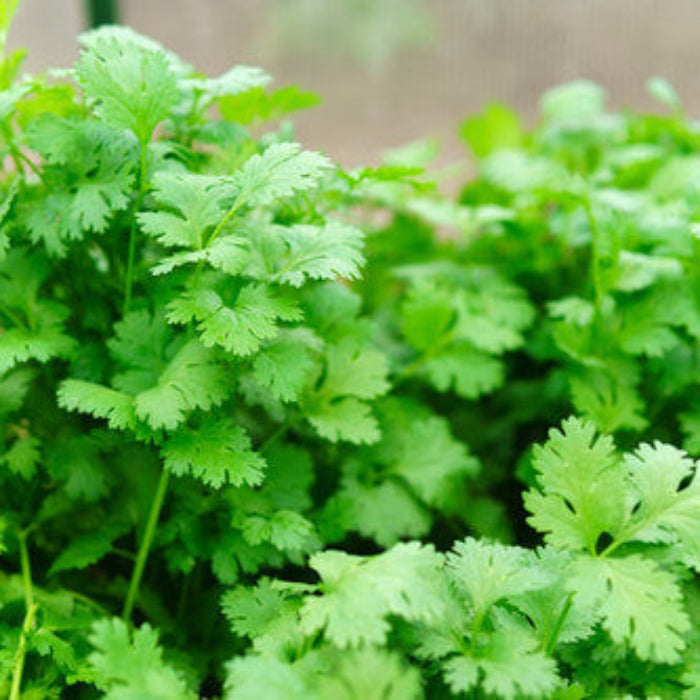 Calypso Cilantro Seeds - Herbal Plant