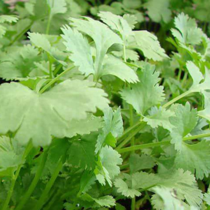 Calypso Cilantro Seeds - Herbal Plant