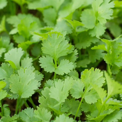 Calypso cilantro seeds -Vegetable Plant