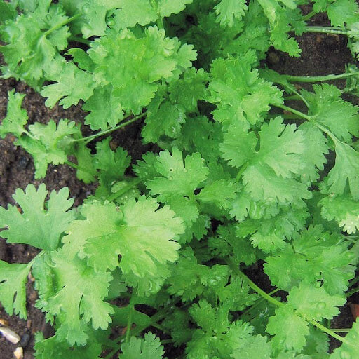 Calypso cilantro seeds -Vegetable Plant